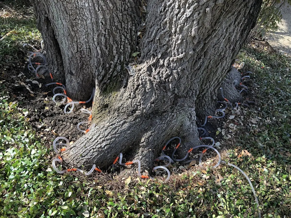 Detailed Tree Cabling and Bracing job site in Virginia Beach