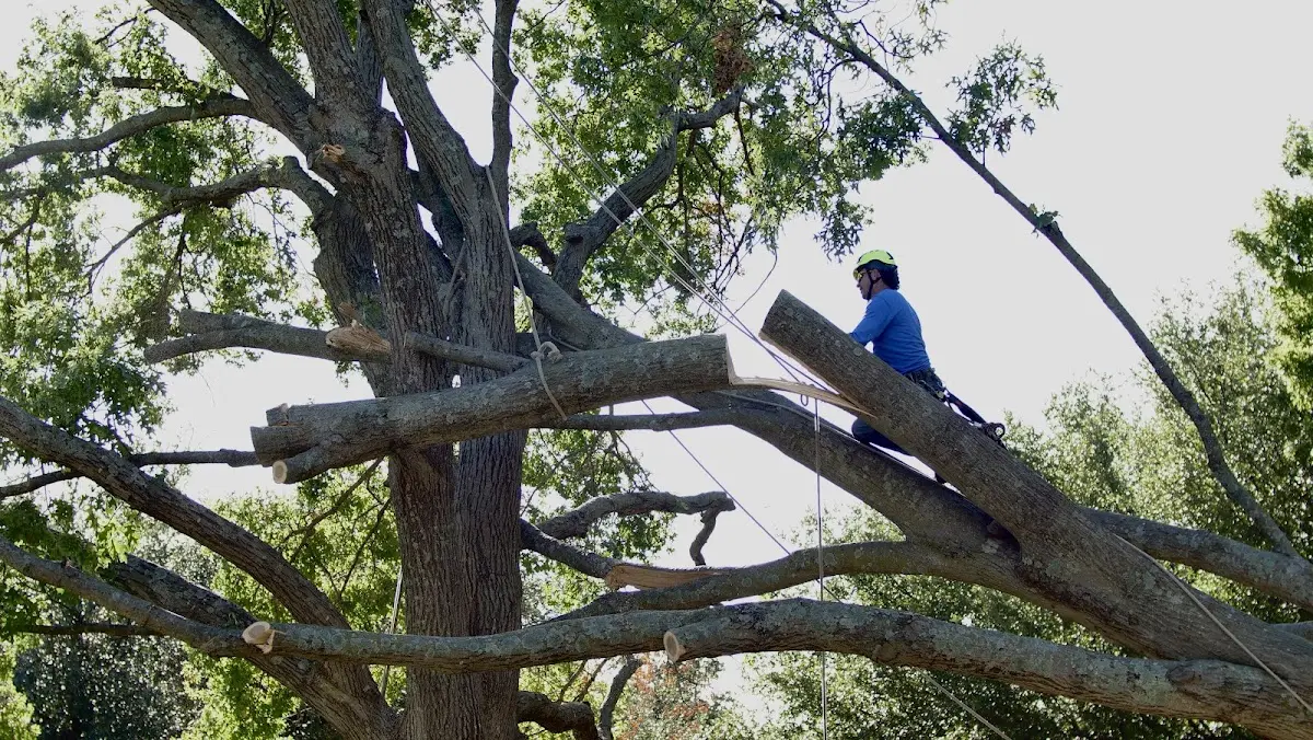 Professional Crown Thinning performed by certified arborists in Virginia Beach